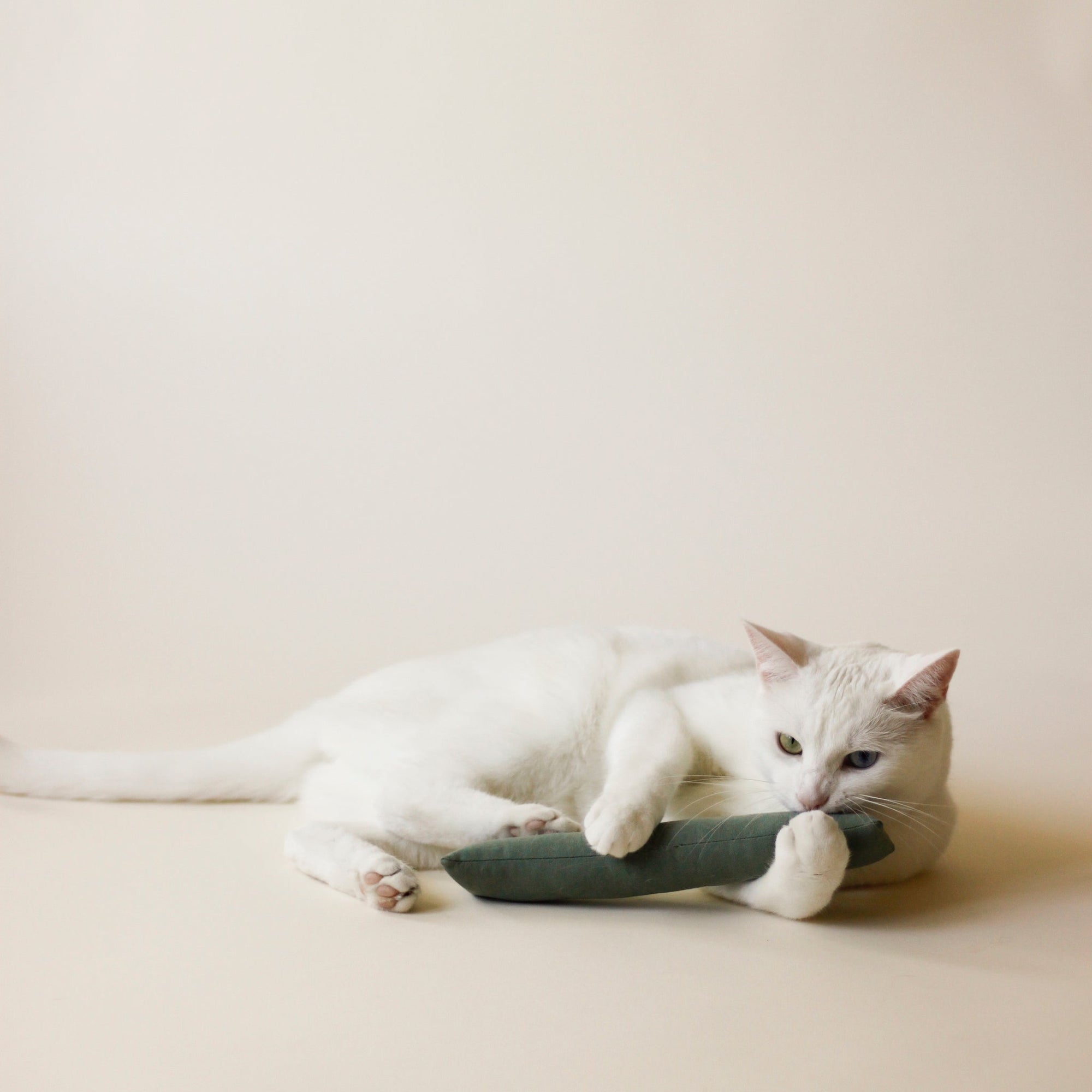 White cat playing with Cat Toy Essential | Bloire