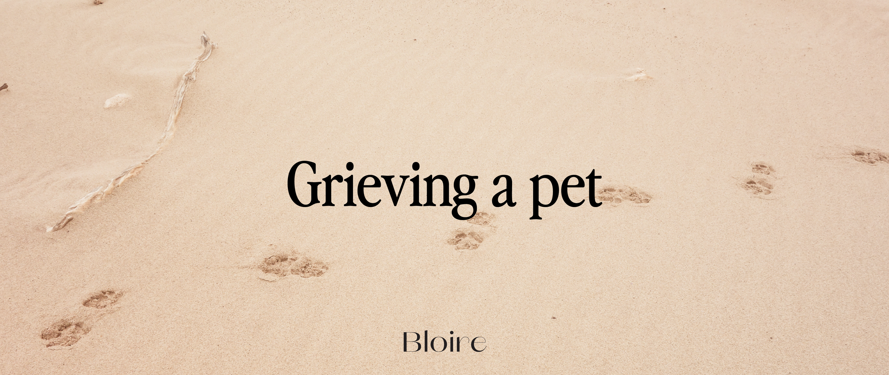 Cat paws in sand