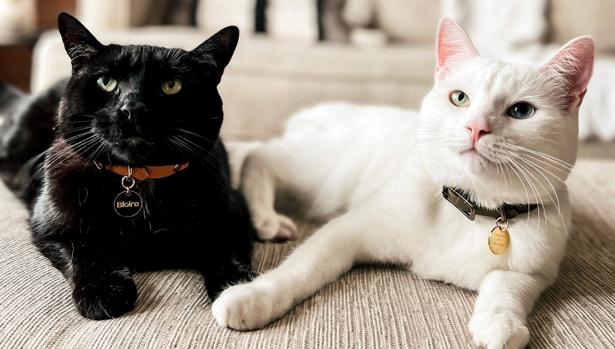5 Ways to Read Your Cat's Mood