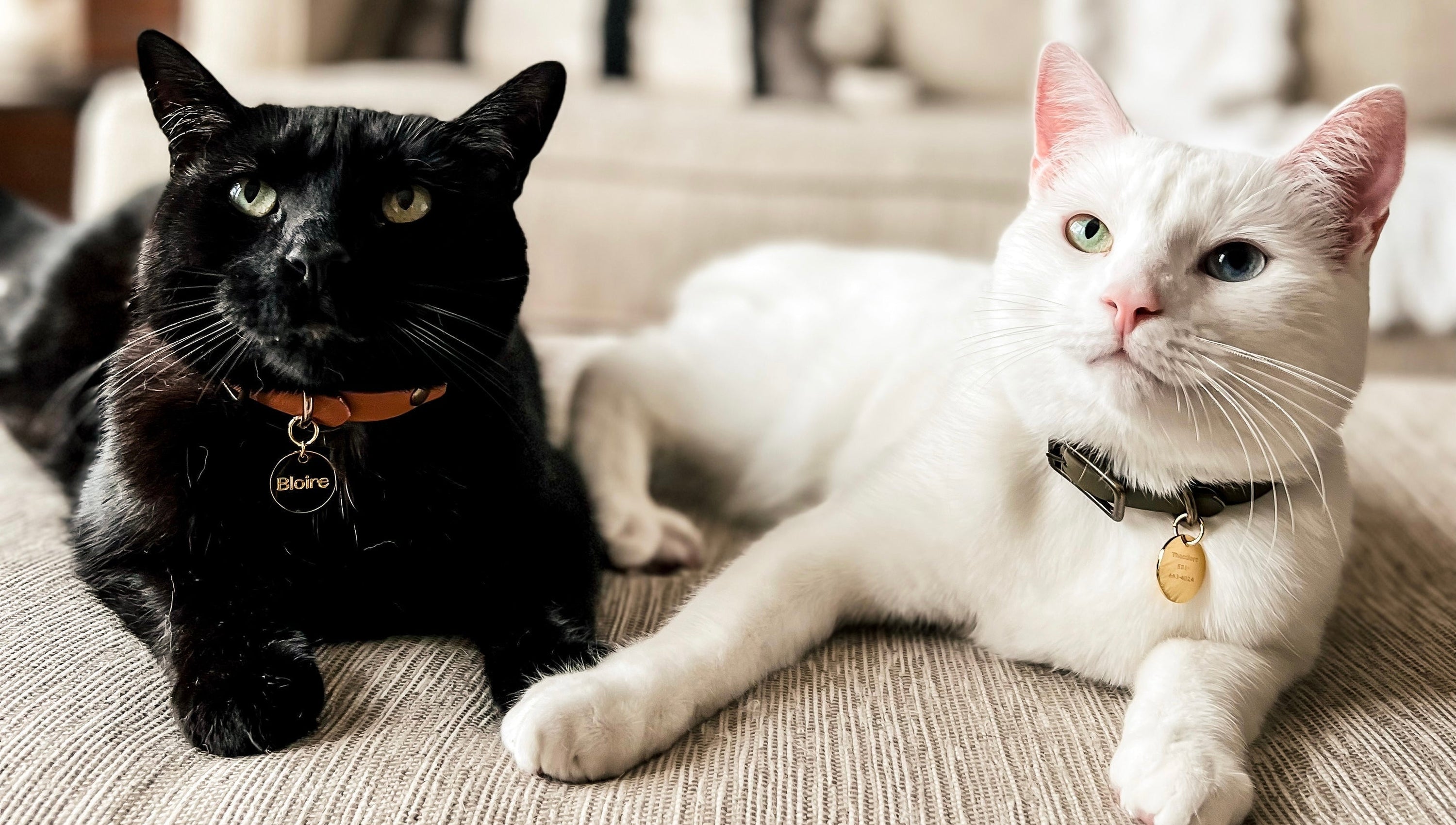 5 Ways to Read Your Cat's Mood