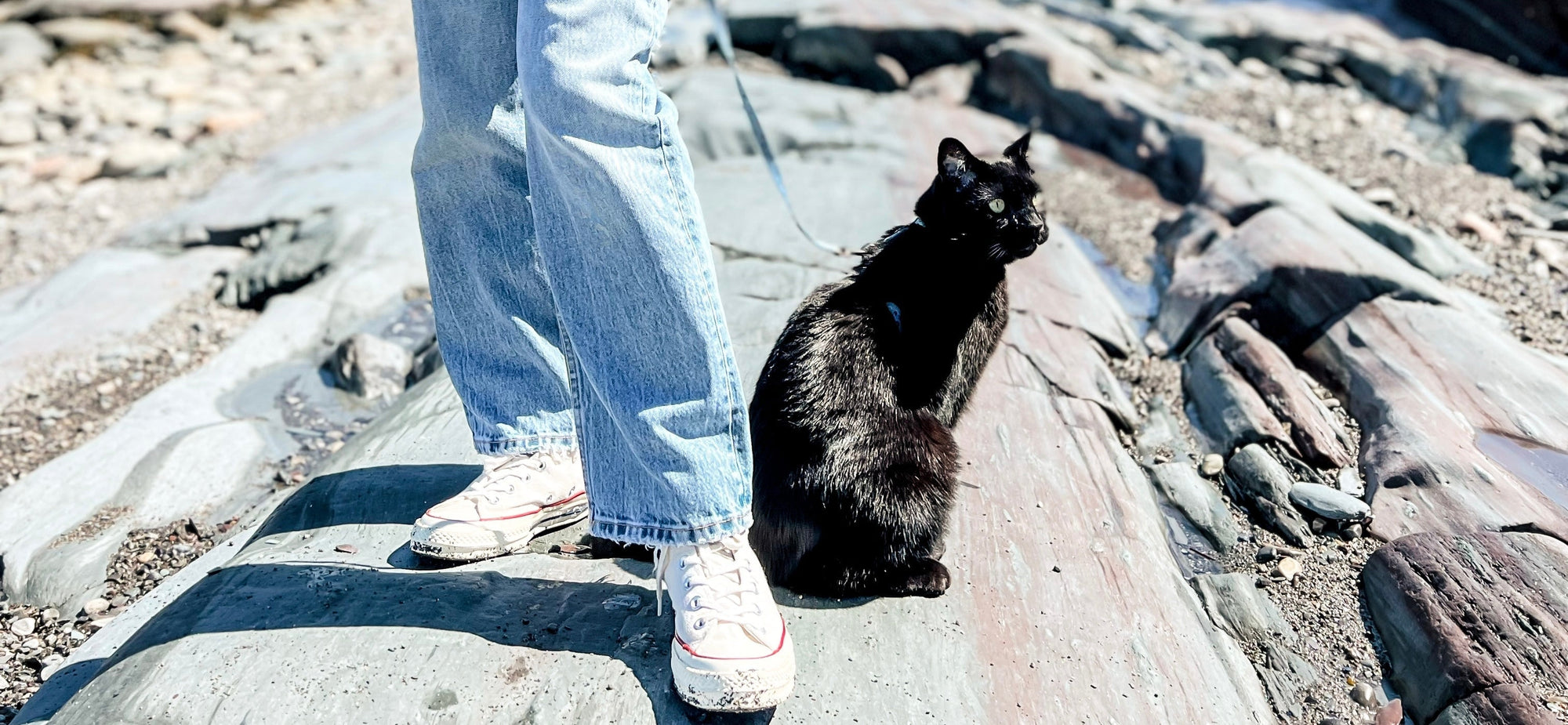  Fun Cat-Friendly Activities