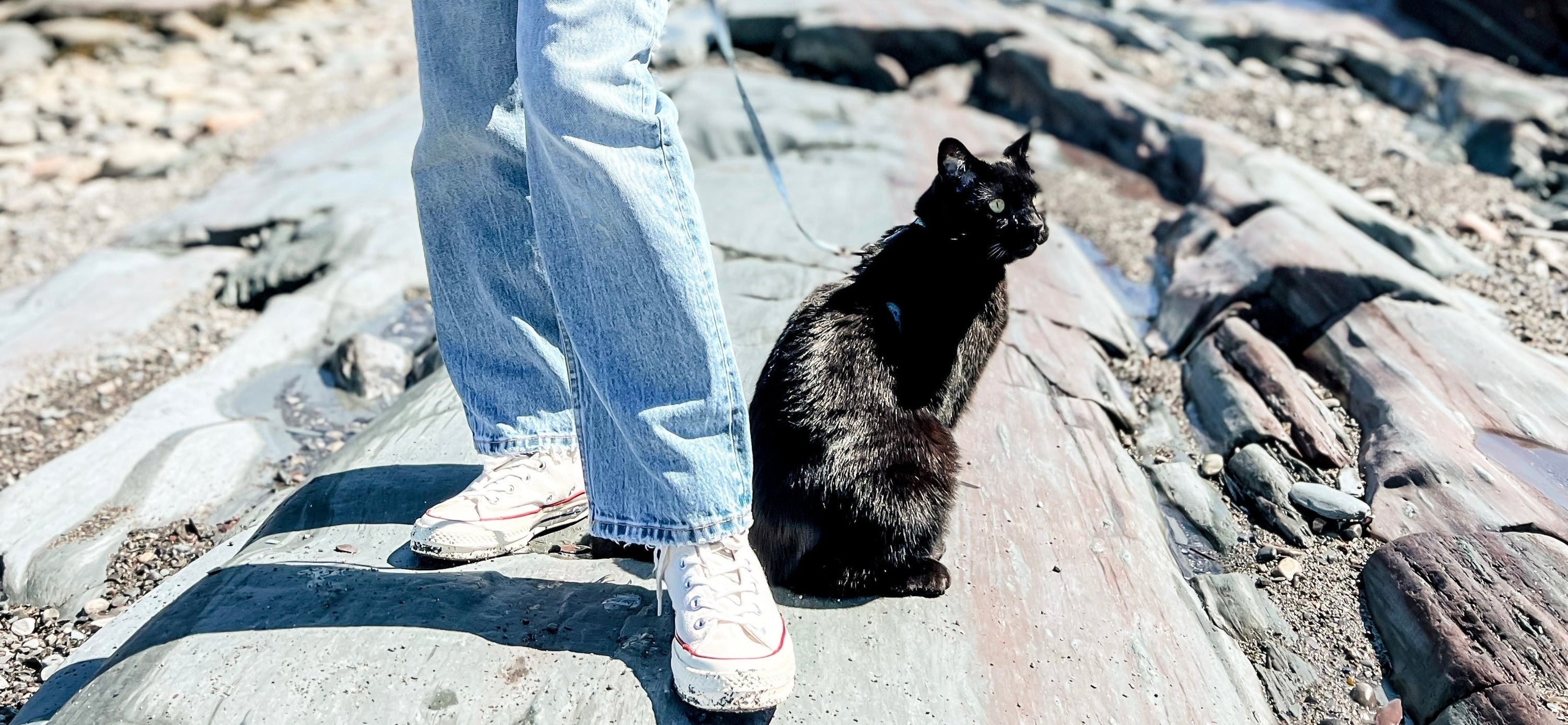  Fun Cat-Friendly Activities
