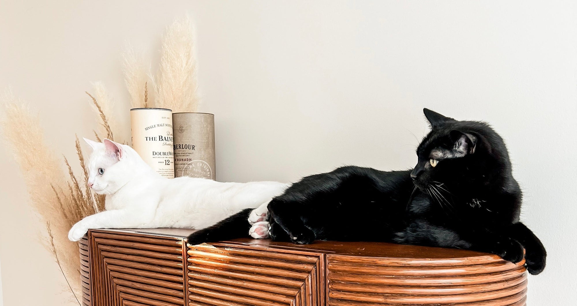 Cats relaxing in a minimalist environment