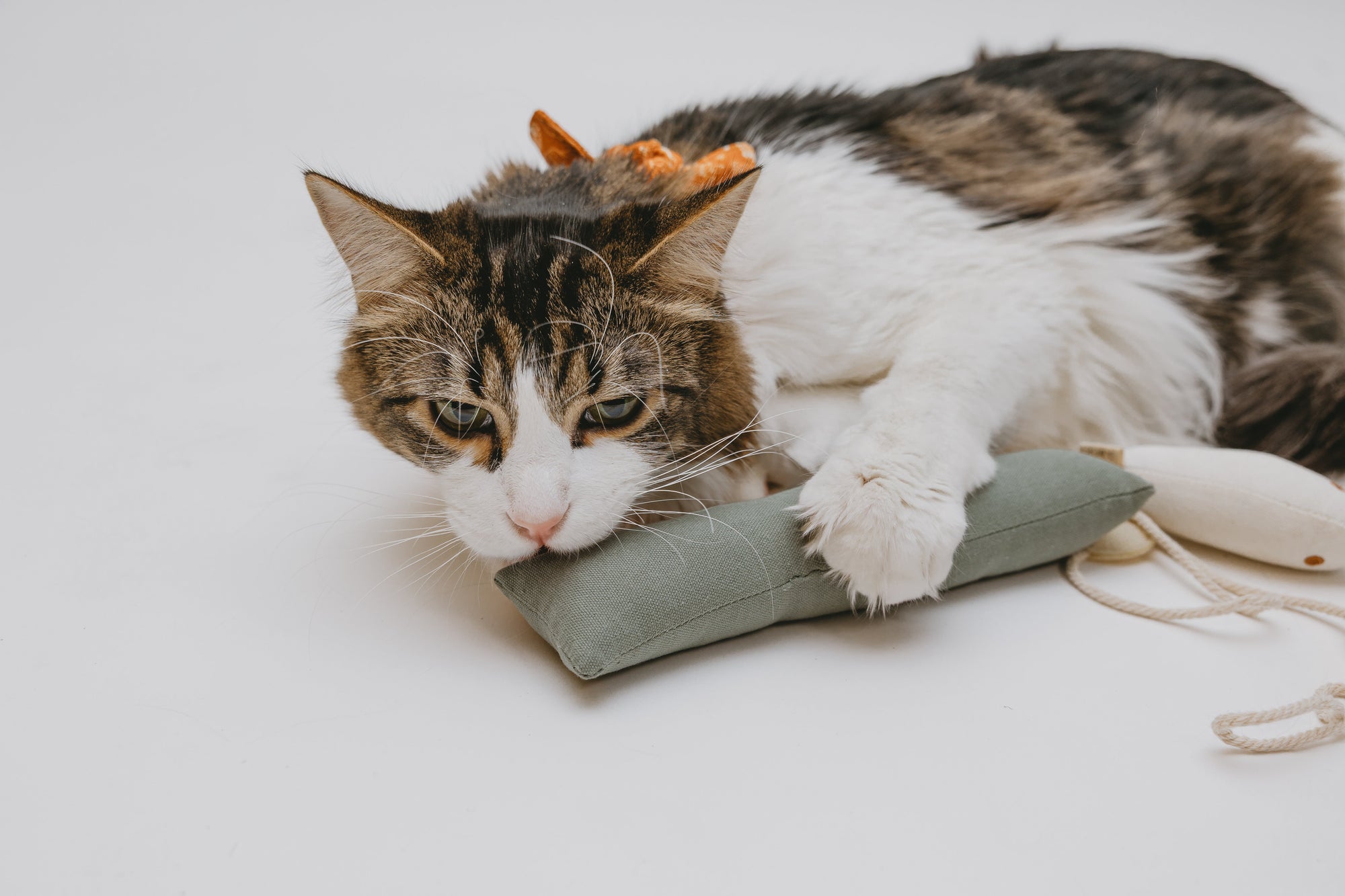 How to Keep Your Catnip Toys Interesting for Your Cat