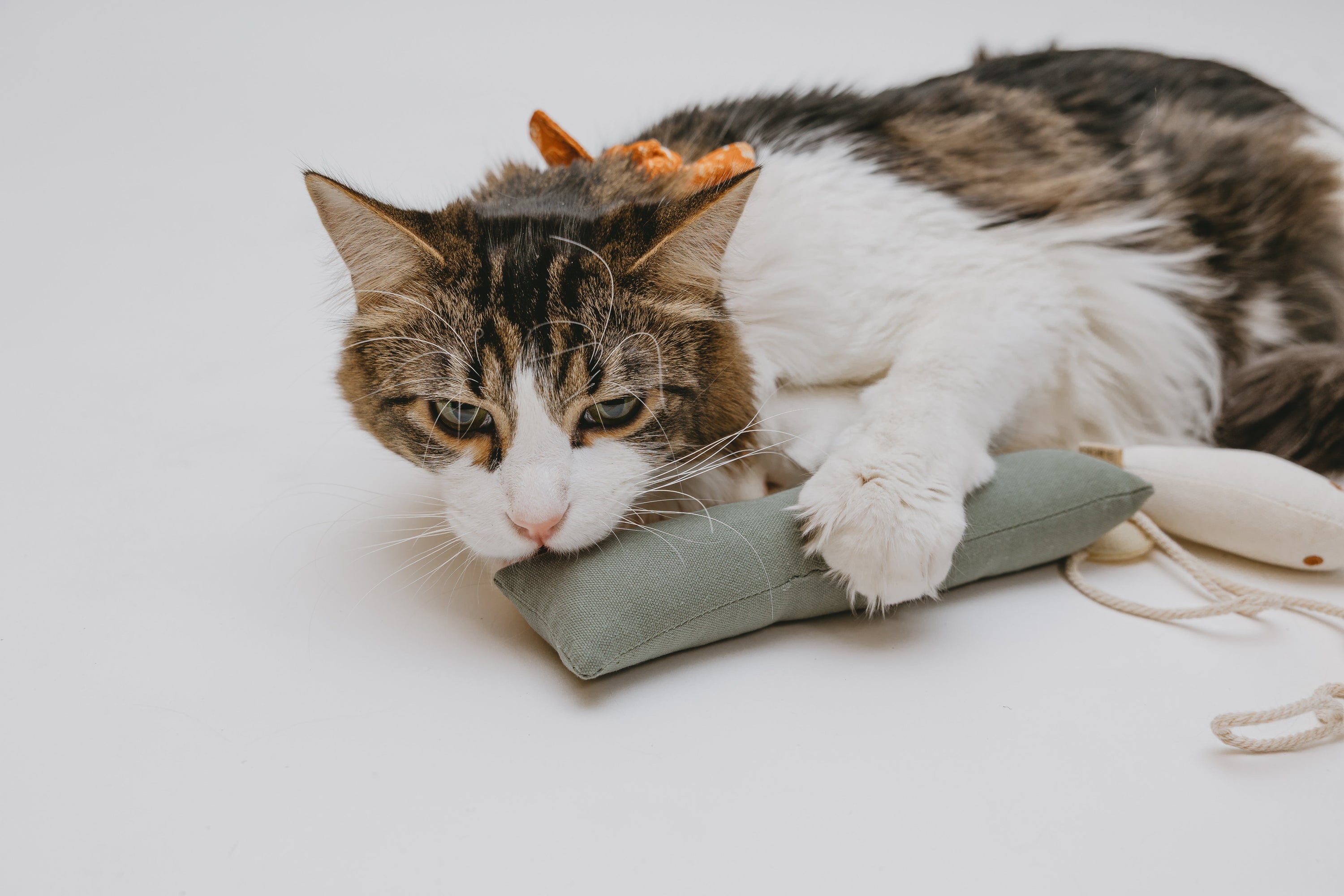 How to Keep Your Catnip Toys Interesting for Your Cat
