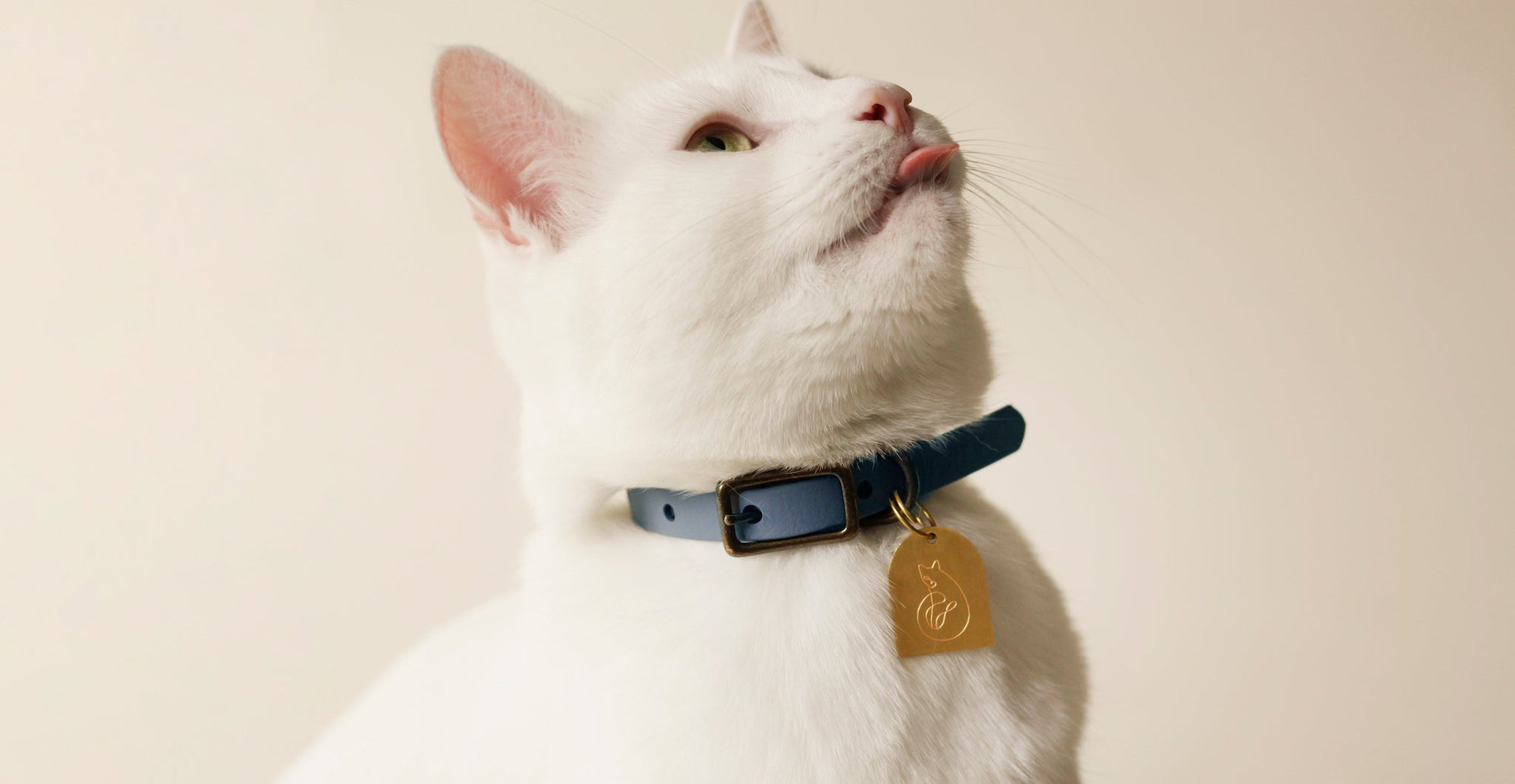 How to Choose the Right Collar for Your Cat