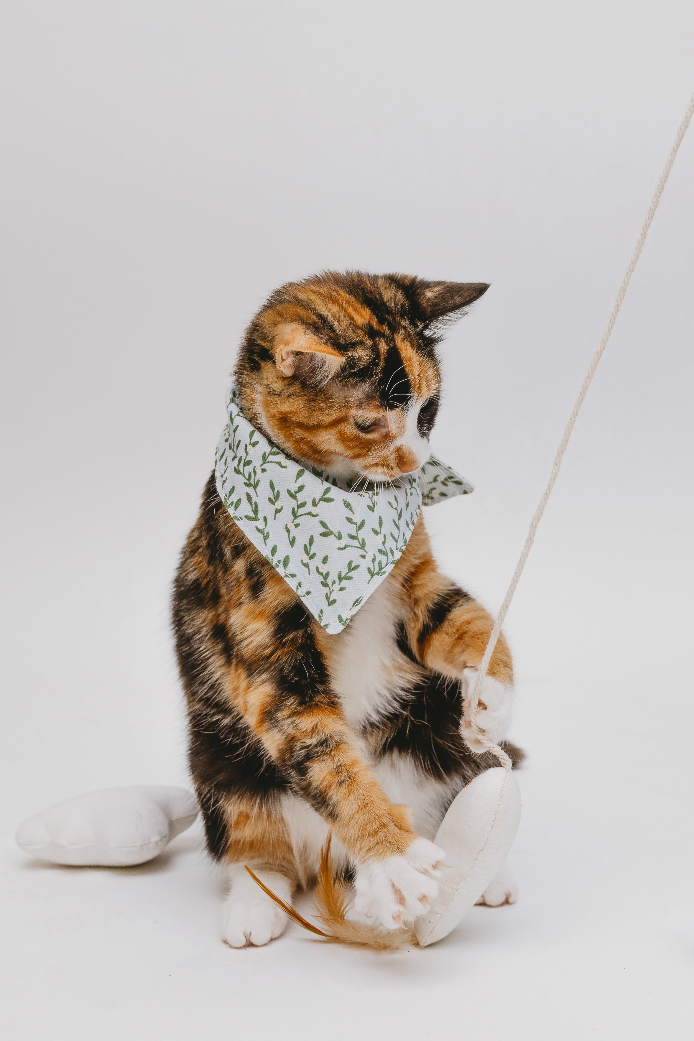 Cat Toys