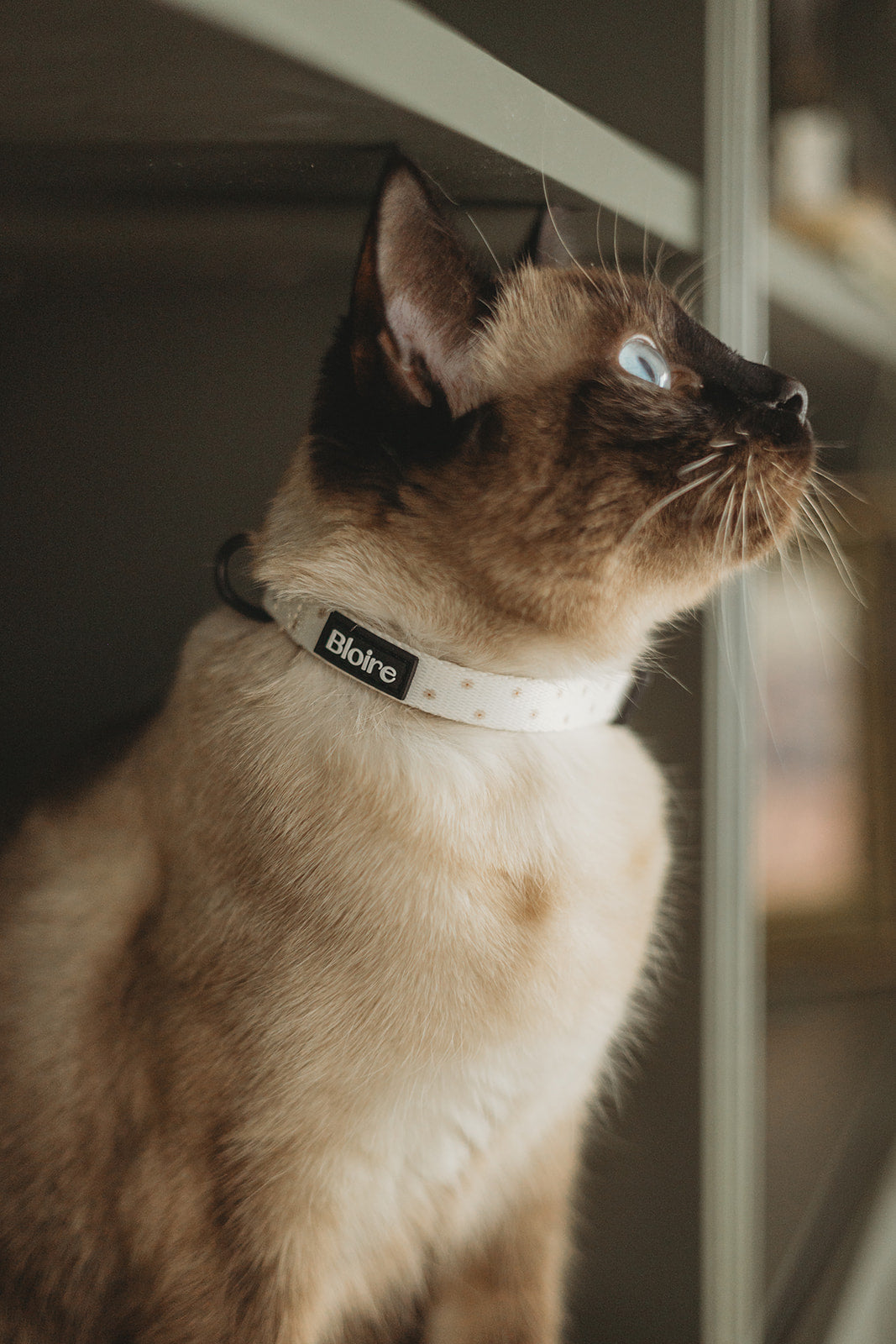 Collar