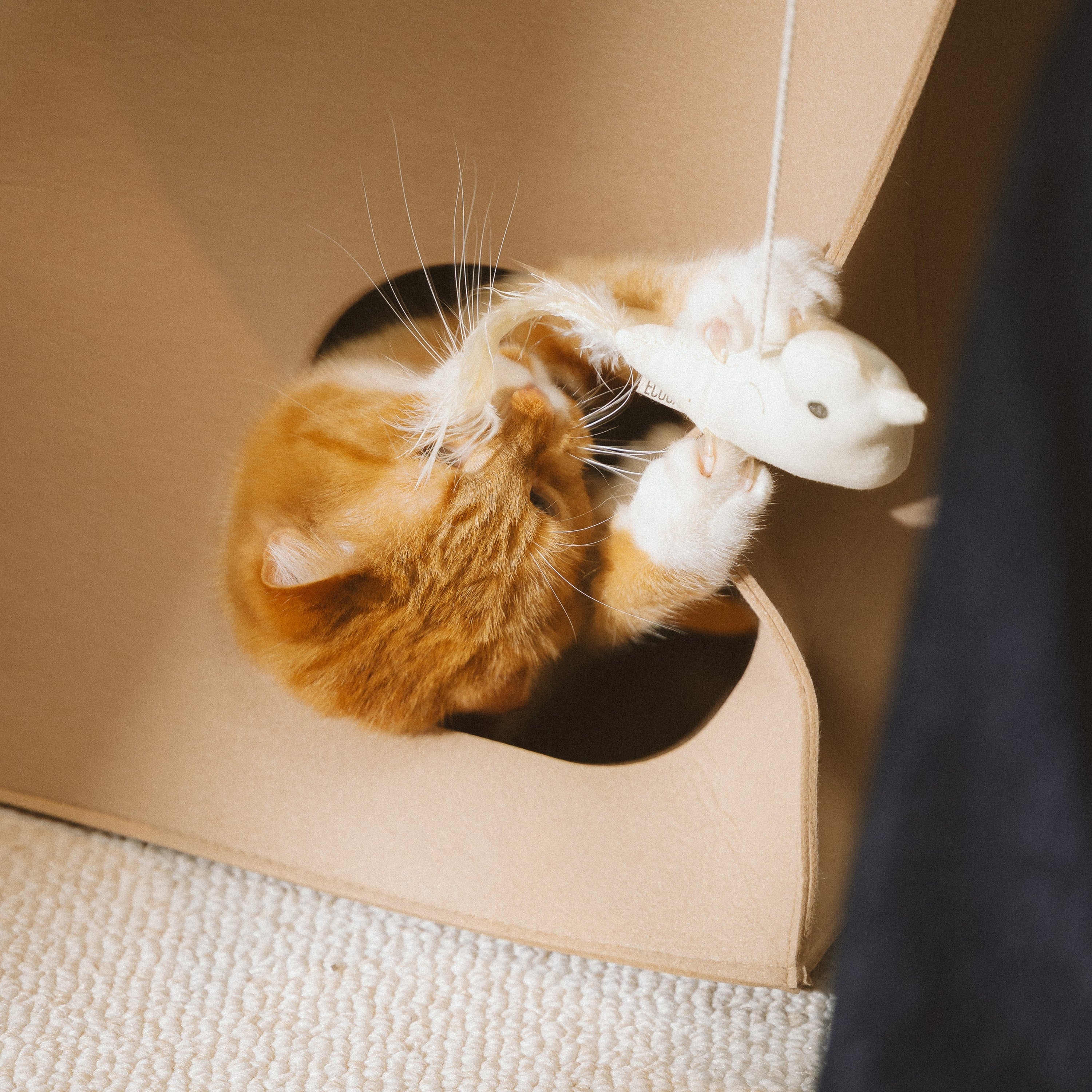 Jouet pour chat - Petit oiseau