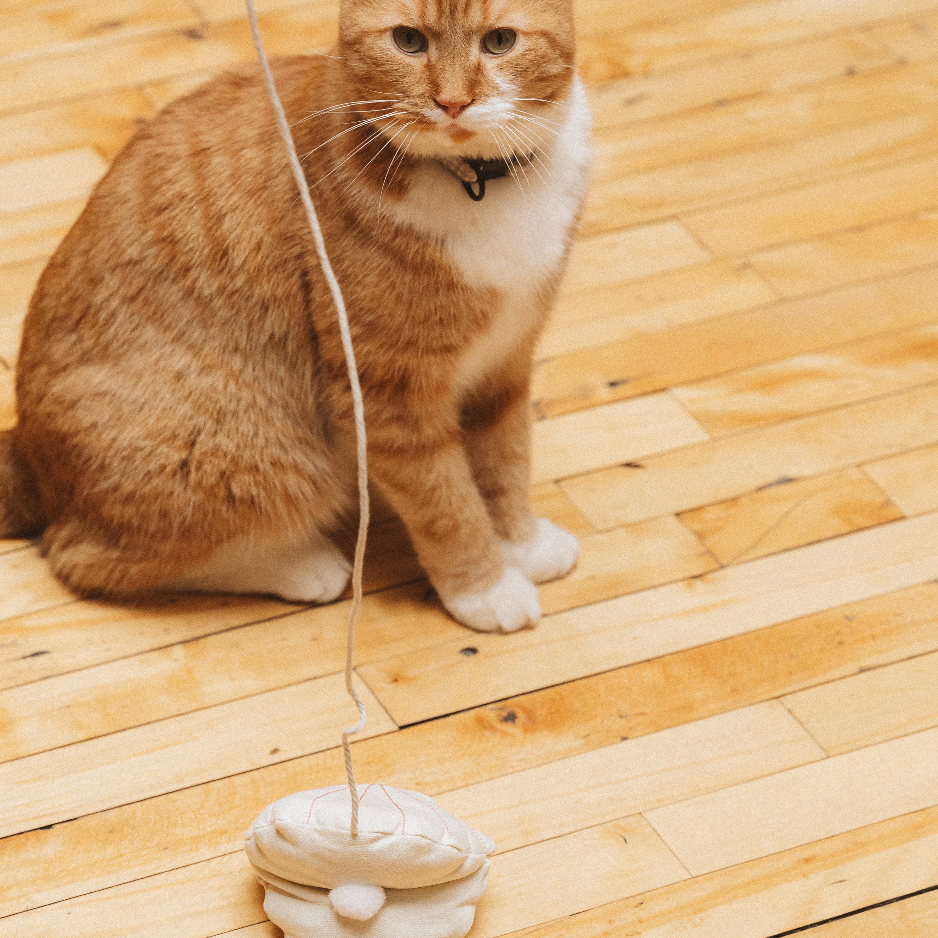 Cat toy Shell in Action