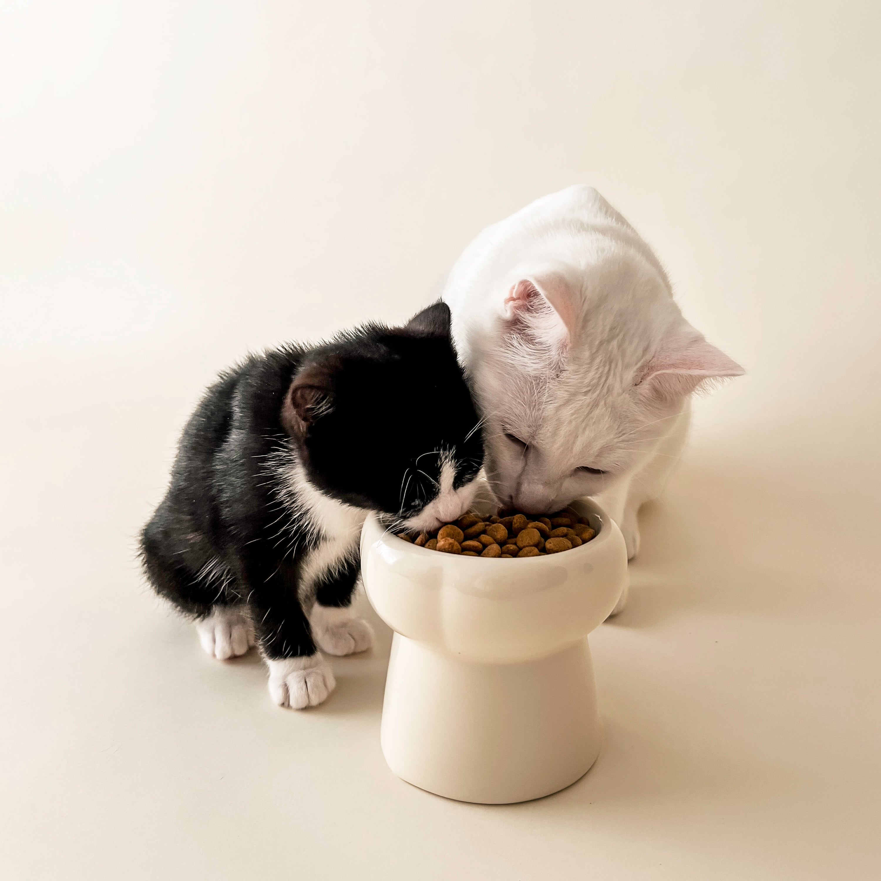 Bol Pour Chat Crème