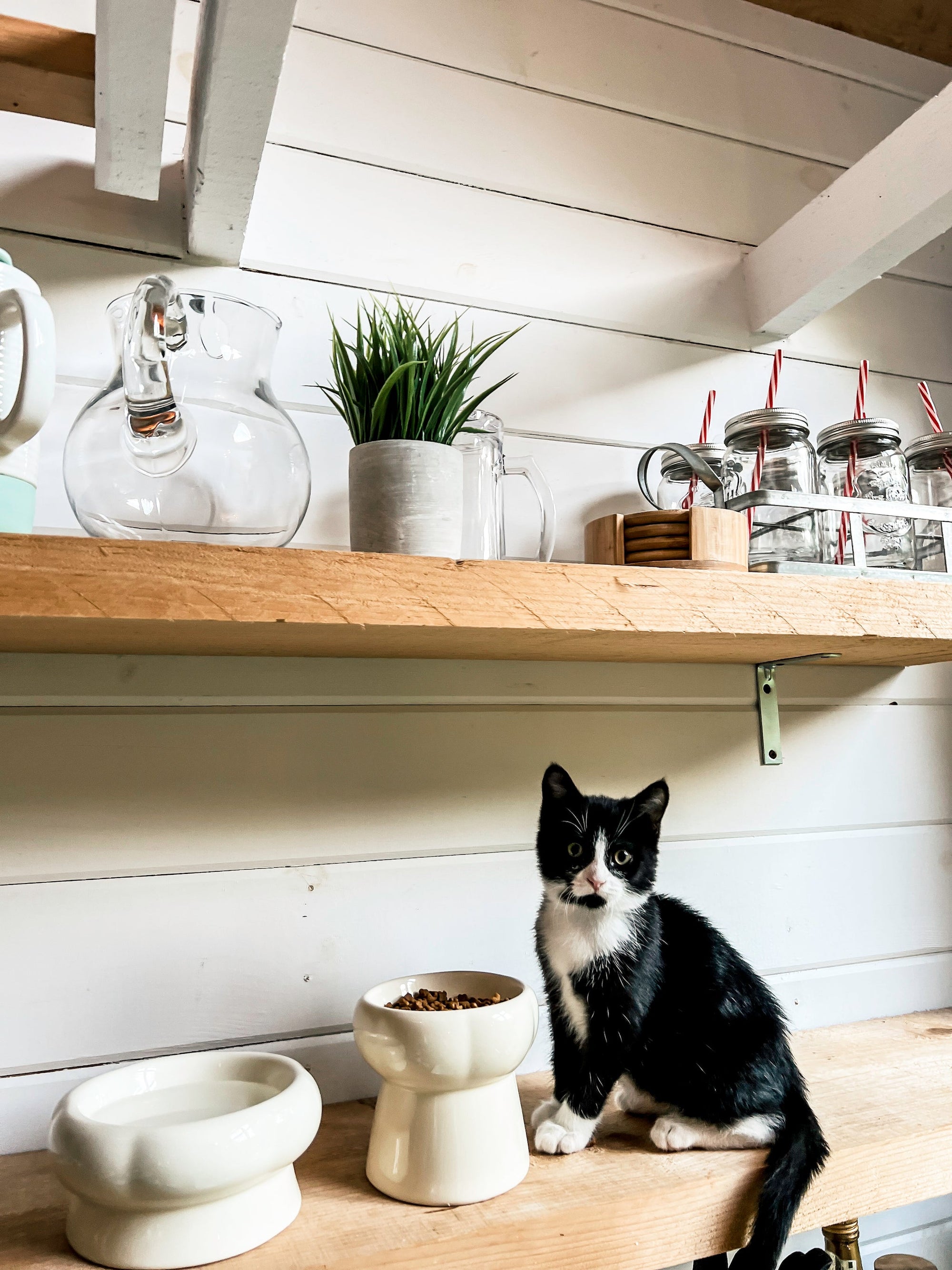 Bol Pour Chat Crème