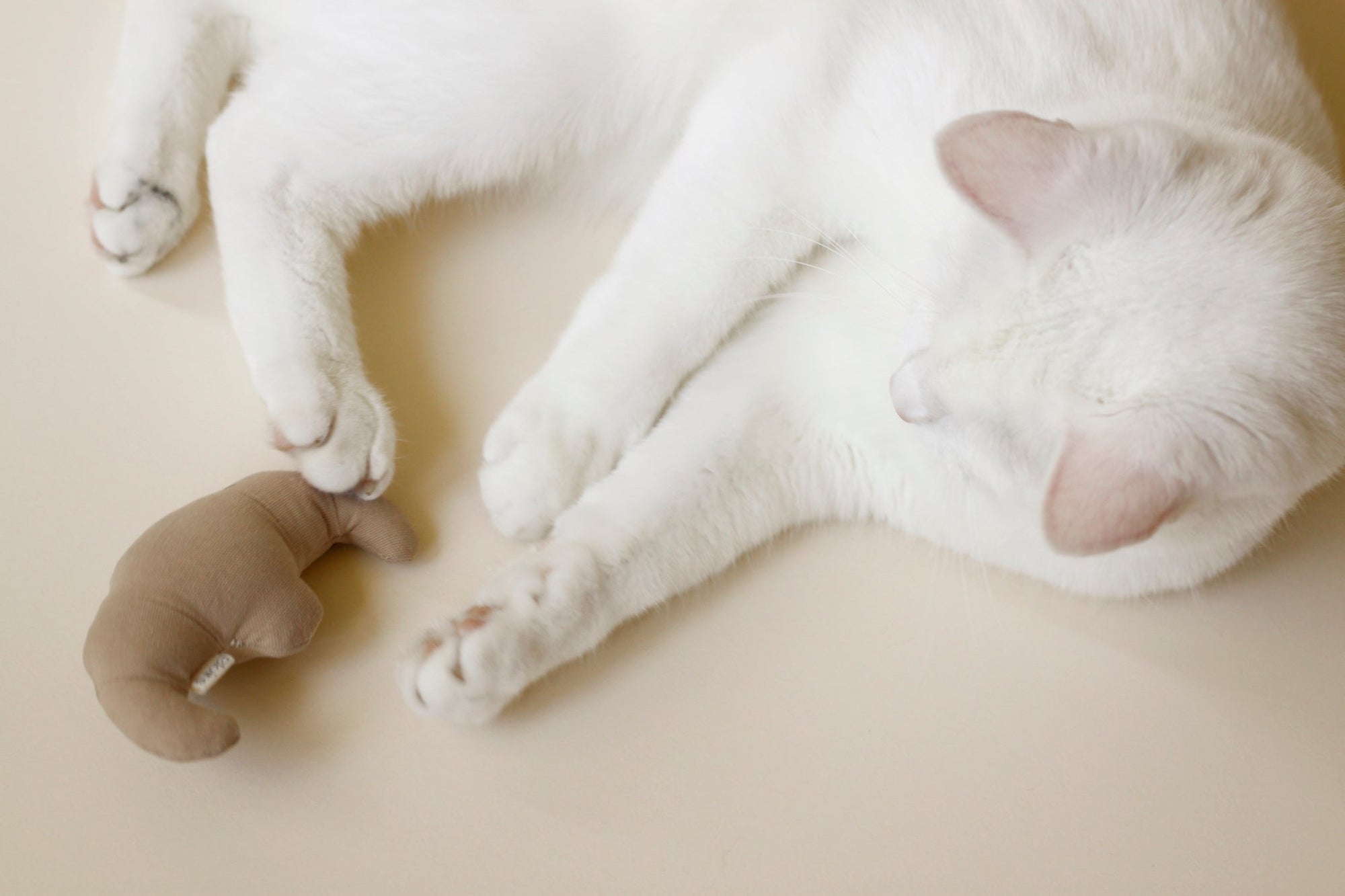 White cat playing with Cat Toy Buttery Croissant  |  Bloire