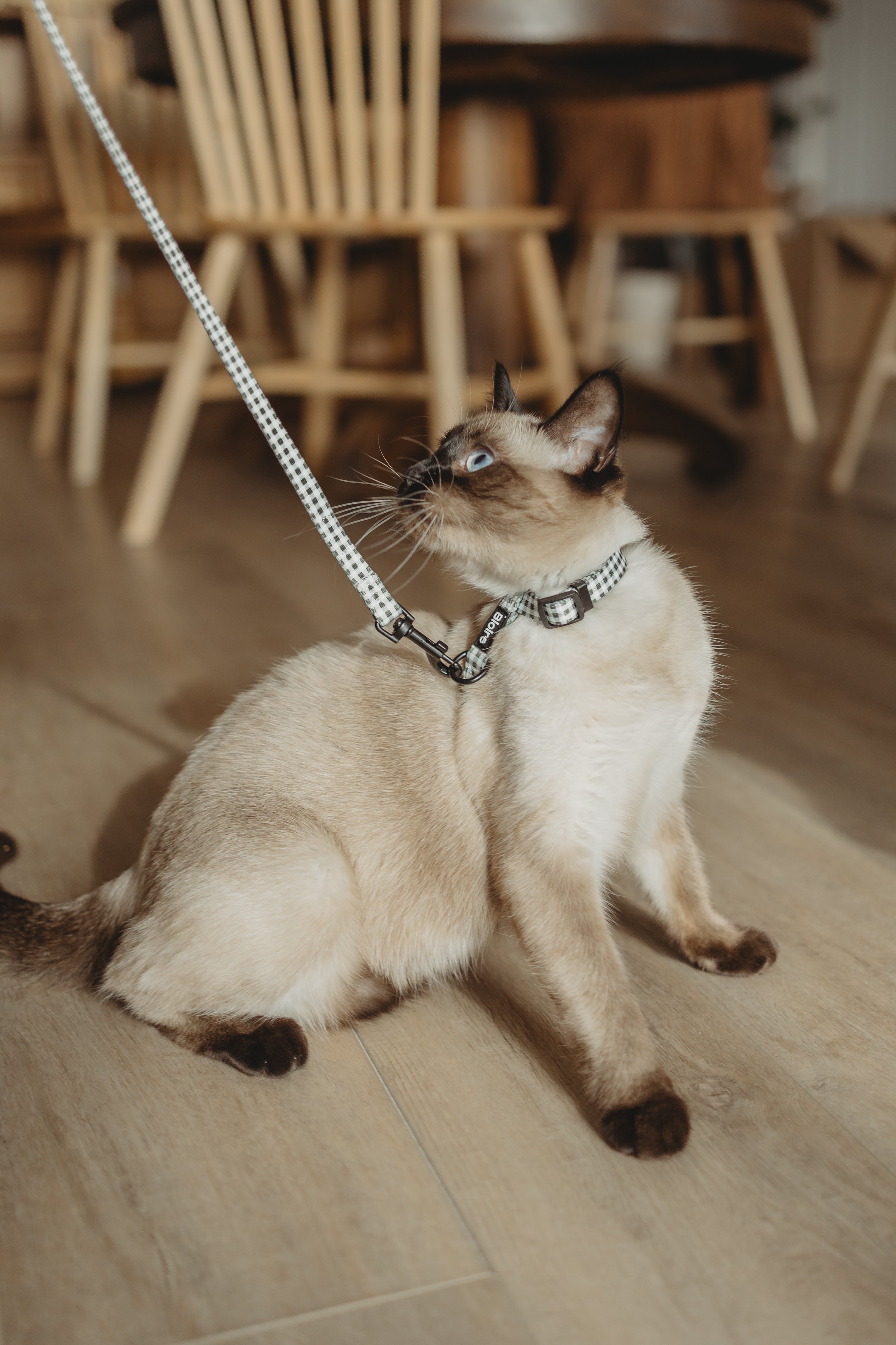 Ensemble de marche pour chat carreau mauve