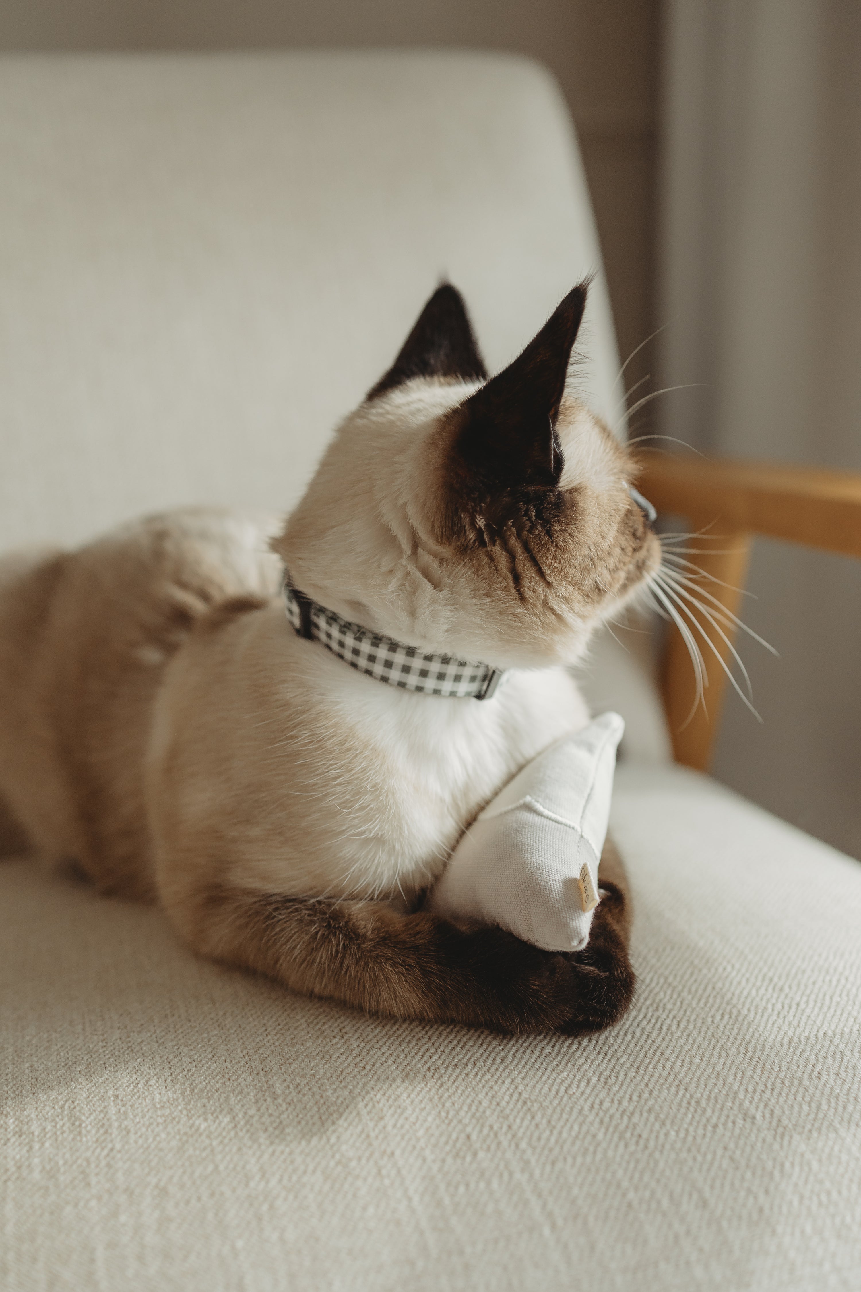 Collier pour chat Ecocat