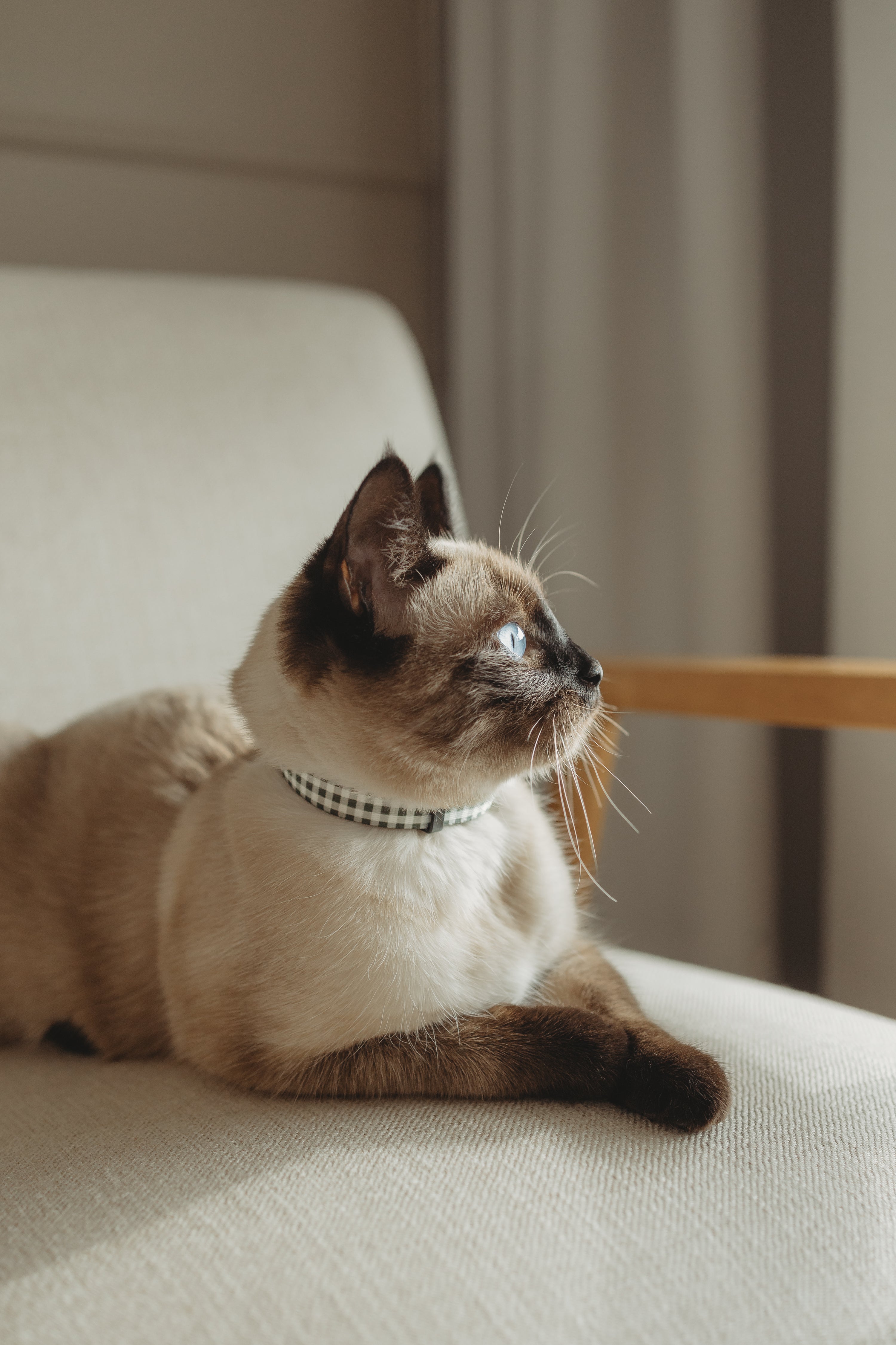 Cat collar 