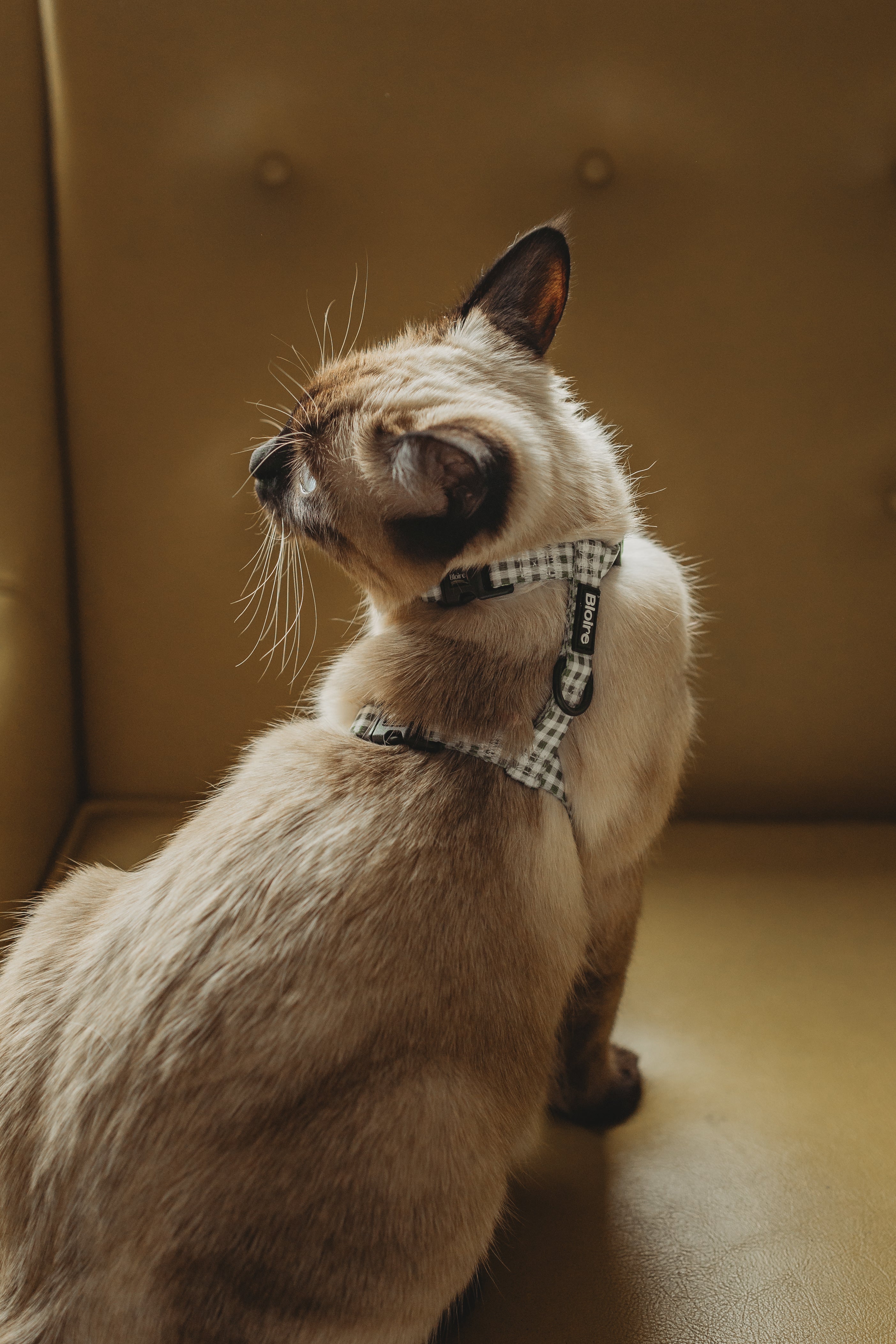 Ensemble de marche pour chat carreau mauve