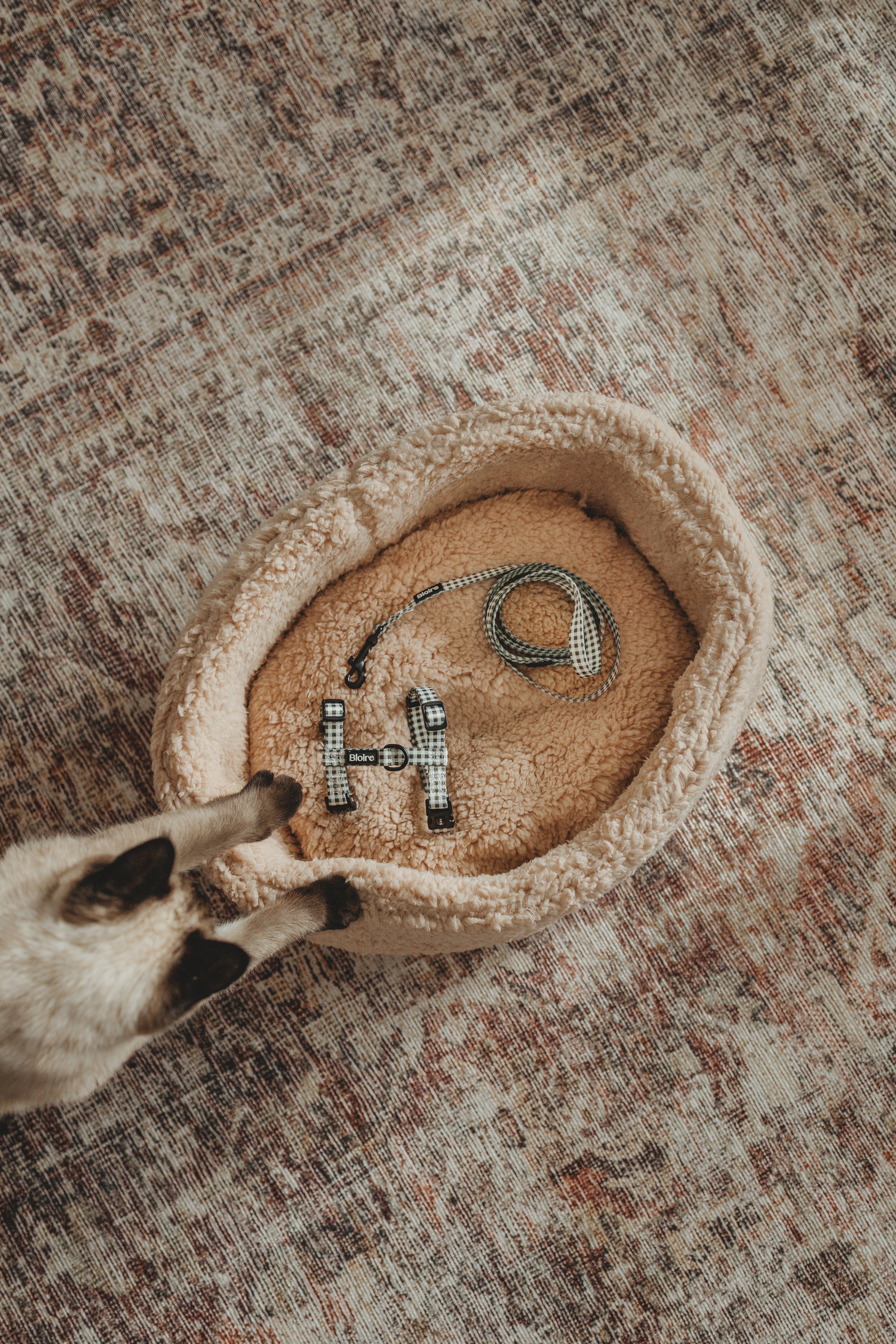 Ensemble de marche pour chat carreau mauve