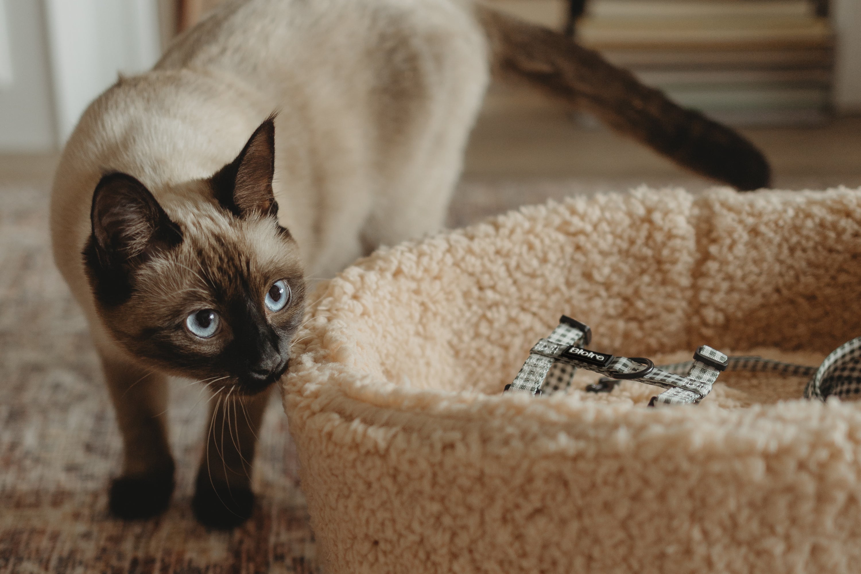 Ensemble de marche pour chat carreau mauve