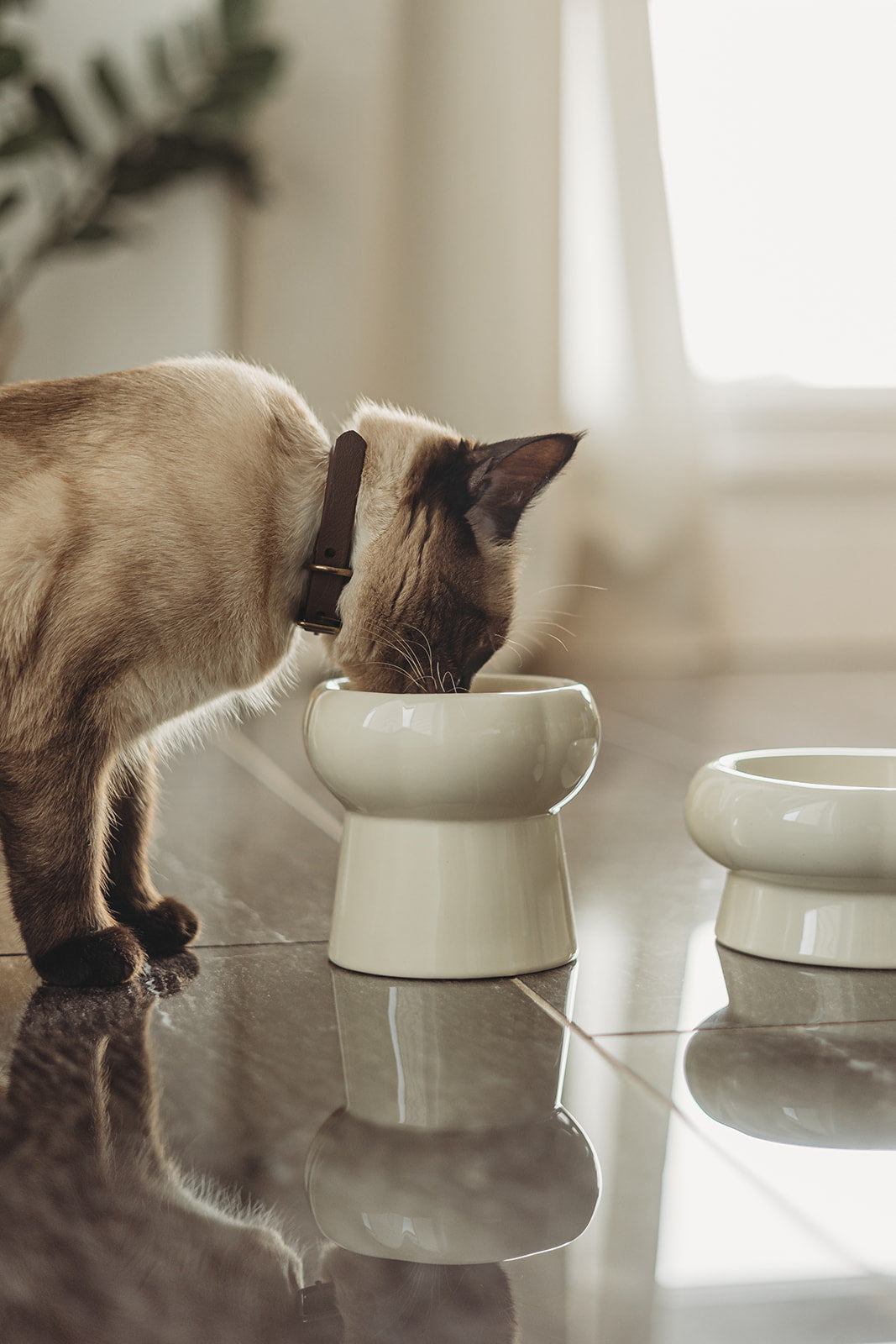Bol Pour Chat Crème