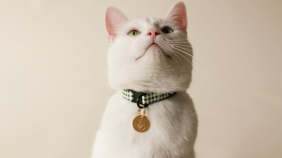 Le collier à carreaux verts 